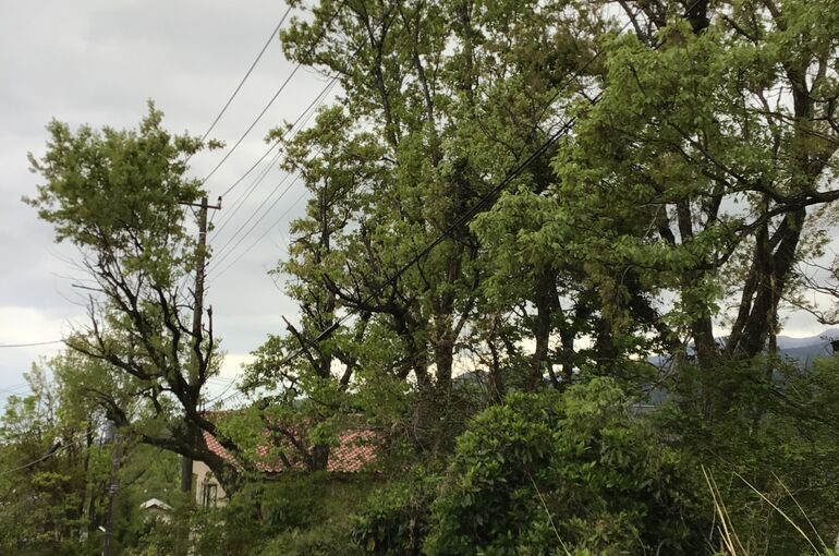 道路にはみ出ている枝の太さは、私のウエストよりも太かった。