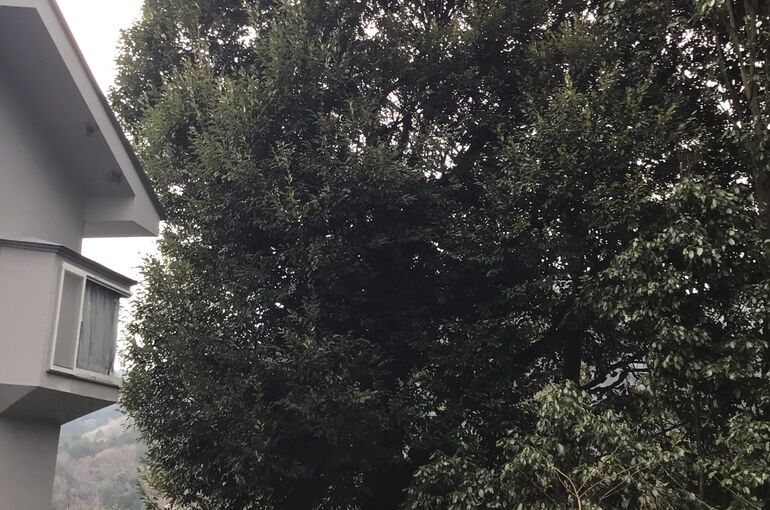 巨木の伐採でしたが半日で終わりました😄