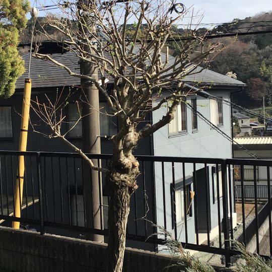 裾野市のお仕事に久しぶりに行ってきました。剪定した樹木はハクロニシキです。皆さんご存知の樹木でしょうか？