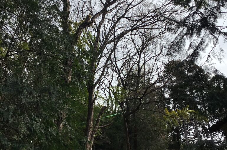 函南町での伐採作業中の風景です。ナラ枯れ対応ですが周囲には電線が張られていて、それらを回避する特殊伐採の技術で対処してます