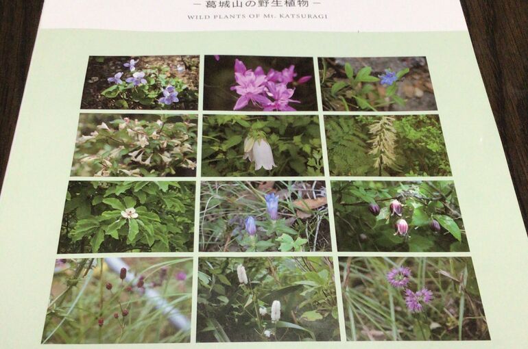 伊豆の国市の葛城山と言えば。。。