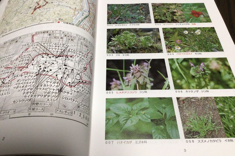 植物を愛でる方の写真ですので、特徴が分かり易い写真となってます。