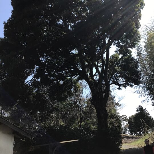 家屋に枝折れすして被害が出そうなので、予防目的の作業を承りました。函南町のニッキ巨木の枝下ろし作業です。
