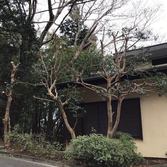 函南町お別荘のお庭一式を、お客様ご不在での作業　剪定、伐採、ゴミ処分込み